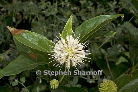 cephalanthus occidentalis 1 graphic